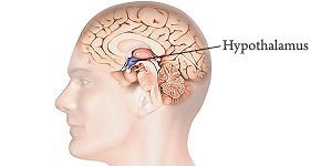 hypothalamus à protéger