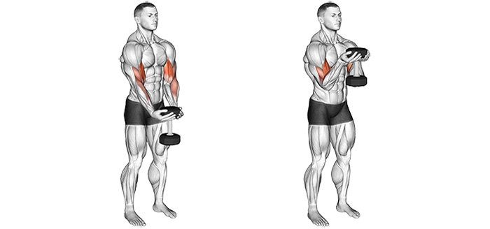 Conseils exercice biceps avec les mouvements du Curl biceps pour le muscle biceps brachial