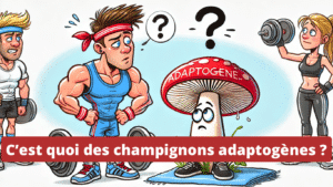C’est quoi des champignons adaptogènes