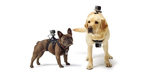 Si vous désirez savoir ce que fait votre chien durant votre absence ou derrière votre dos, voilà une solution ;) © GoPro 